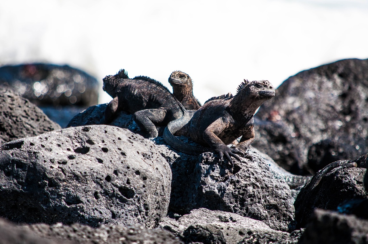 Holiday Havocs: Tourism’s Impact On Coastal and Marine Ecosystems